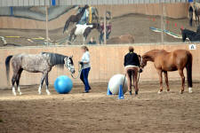 Reitunterricht in Seefeld